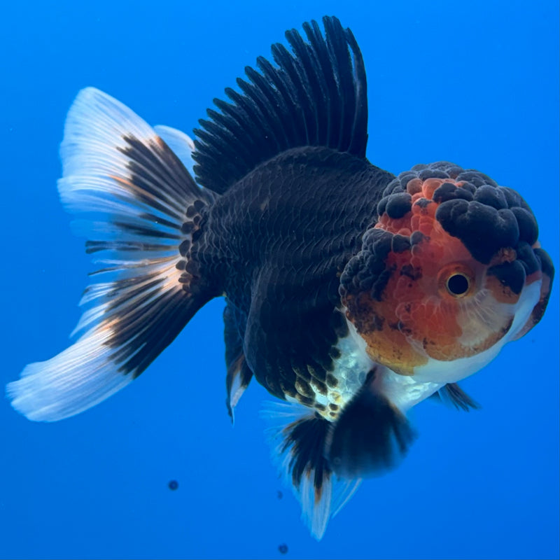 Thai Oranda Tri-Color 3” Body Male(CK-968)R3B21
