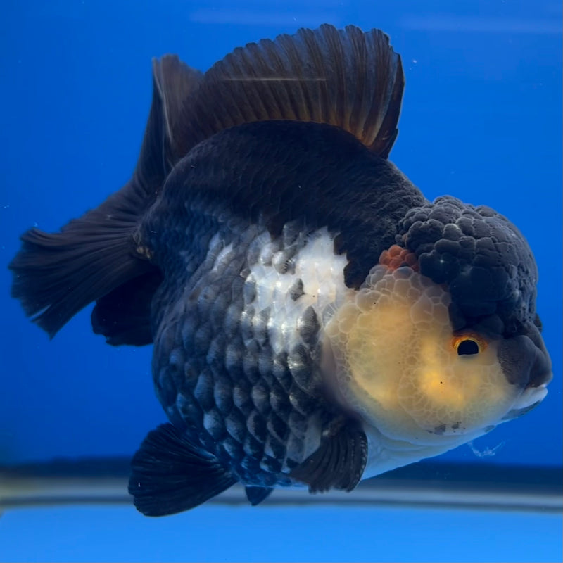 Thai Premium Oranda Yuanbao Panda 4” Body Male(CK-746)R1BlueTub4