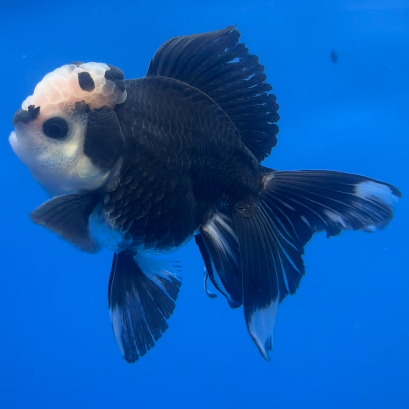 Thai Oranda Panda 3” Body Male(CK-1224)R1B08