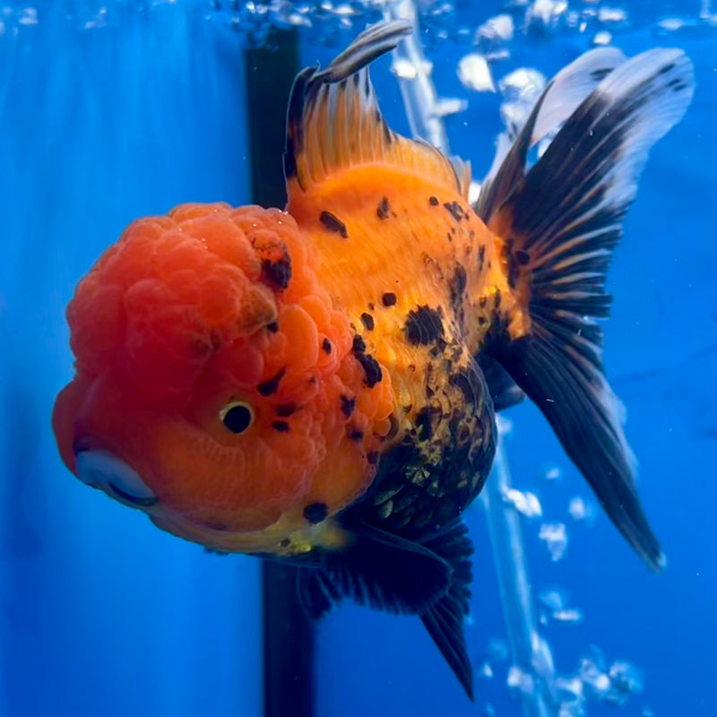 Thai Oranda Apache 3” Body Female(CK-1117)R3A16