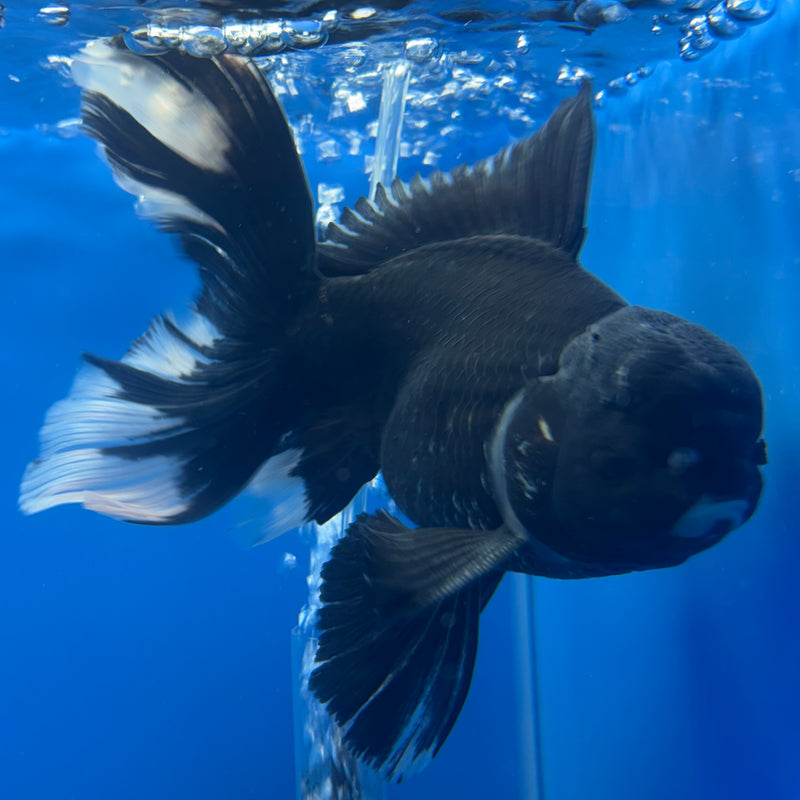 Thai Oranda JUMBO Panda 4.5” Body Male(QGF-CK-1333)BLUETUB1