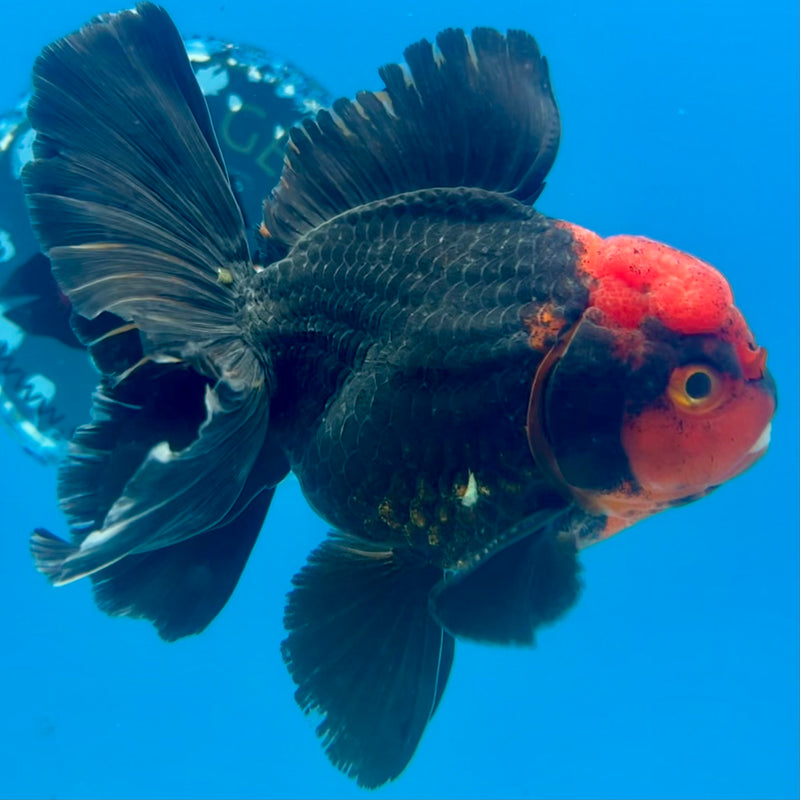 Thai Oranda Black Body Red Cap/Apache 3.5” Body Male(CK-1102)SHOWTANK2