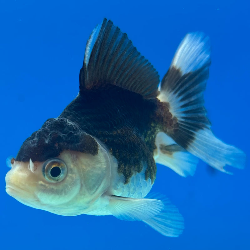 Thai Oranda Panda 2” Body Female(CK-1012)R3B15