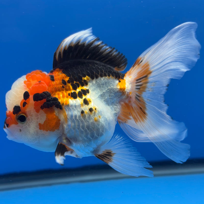 Thai Oranda Tri-Color/Apache 3” Body Female(CK-1376)R1B11