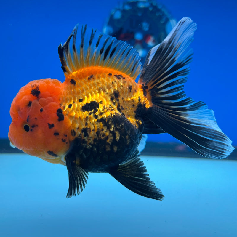 Thai Oranda Apache 3” Body Female(CK-1117)R3A16