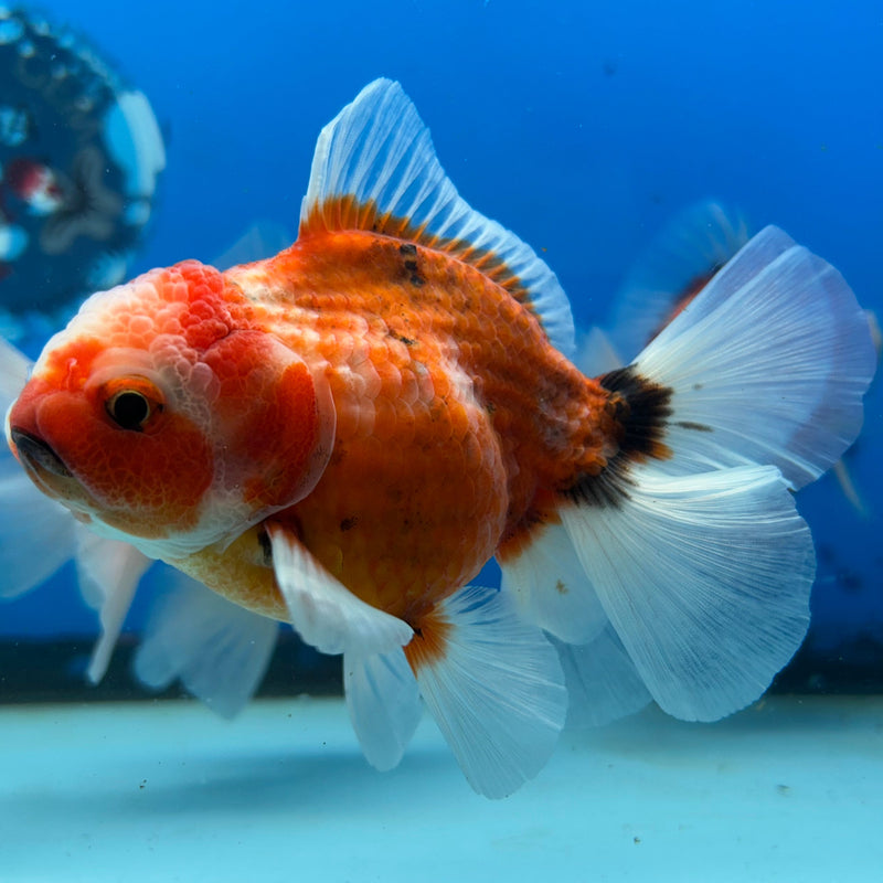 Premium Fancy Sakura Oranda 3.5” Body Female (JCD-199)R2C05