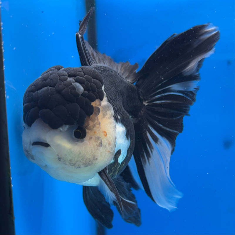 Thai Oranda Panda 3.5" Male(CK-1530)R2A05