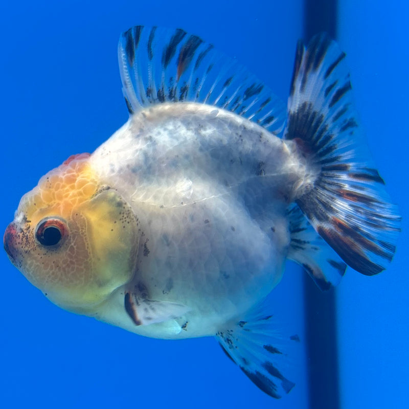 Thai Oranda SHOGUN 3” Body Female(CK-1163)R3A07