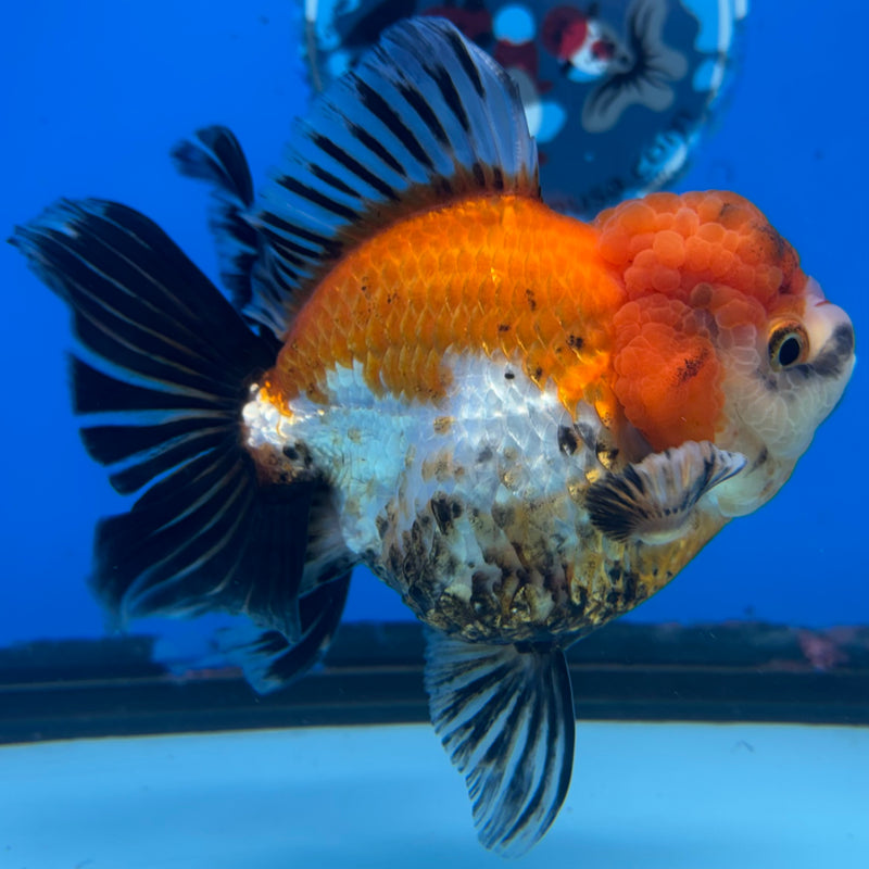 Thai Oranda Apache/Tri-Color 3.5” Body Female(CK-1506)R2A03