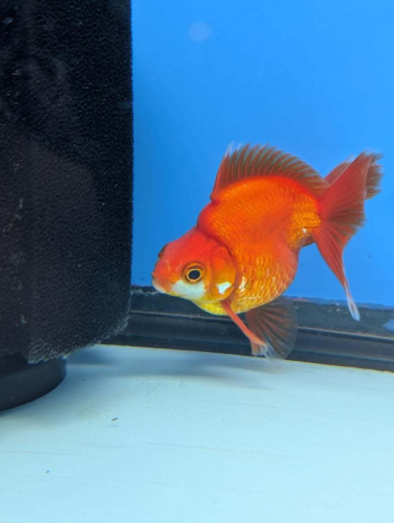 (KP-240) Red & White Thai Ryukin 2.5'' Female Show Quality R3B09