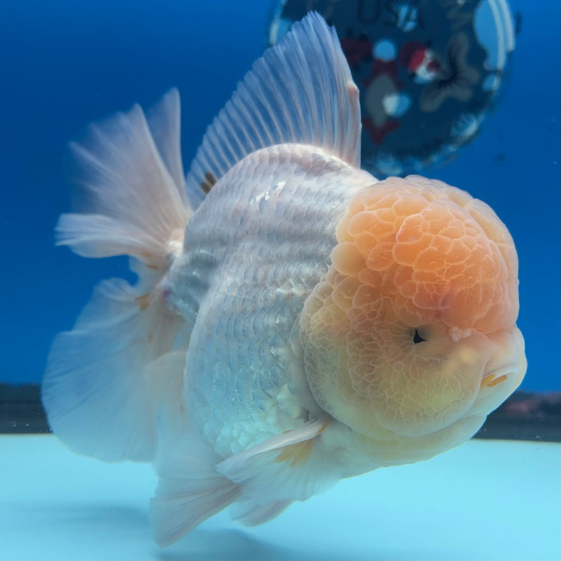 Thai Jumbo Oranda Lemon Head White 4.5” Body Male(CRP-CK-1088)BLUETUB2