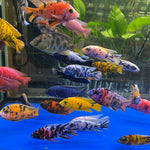 Live Freshwater Cichlid Assorted Large Size 4" MALE – Premium Hand-Selected