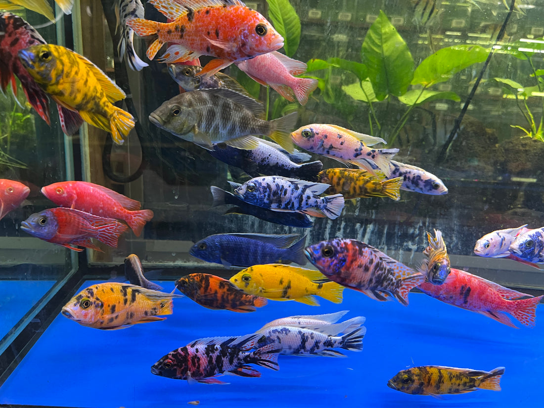 Live Freshwater Cichlid Assorted Large Size 4" MALE – Premium Hand-Selected