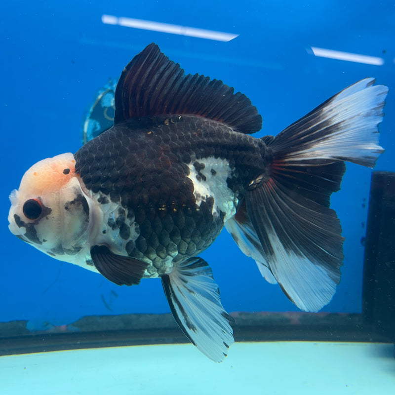 Thai Oranda Tri-Color 5” Body Female(CK-1487)R2B18