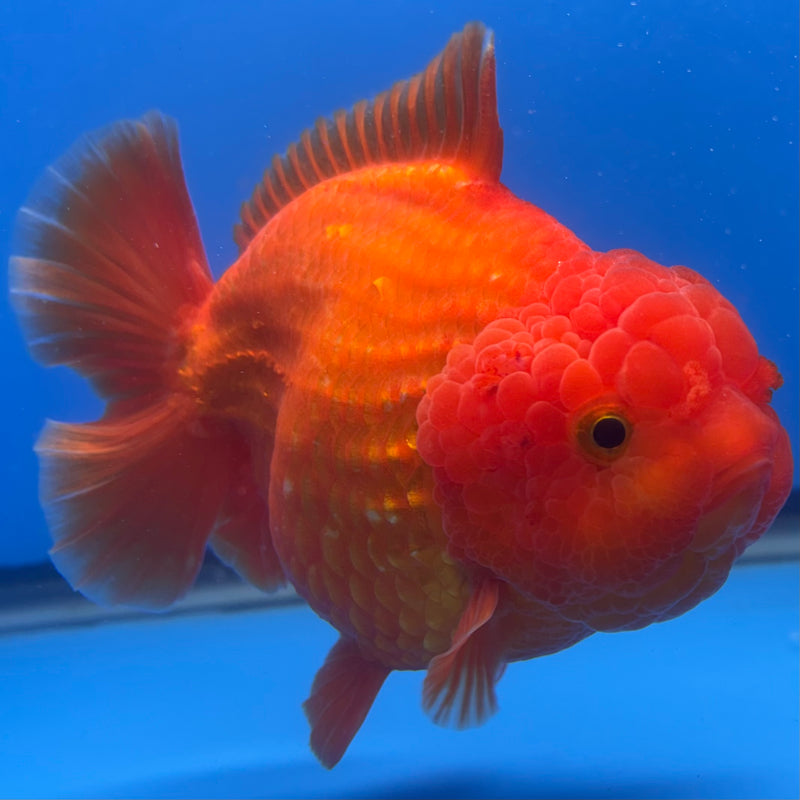 Thai Oranda Full Red 4” Body Male(CK-1444)BLUETUB2