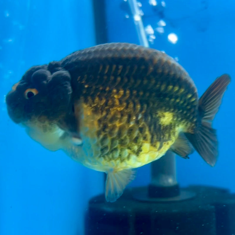 Thai Ranchu SPECIAL COLOR Apache 3.5” Body Male(CK-1110)R1A04