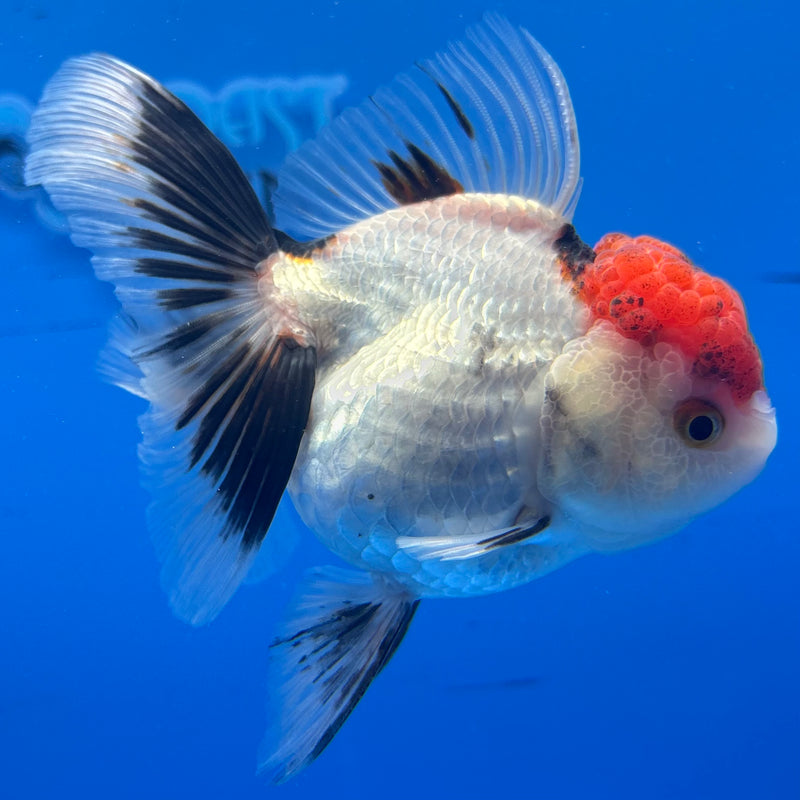 Thai Oranda Tri-Color 3.5” Body Female(CK-935)R1BLUETUB4