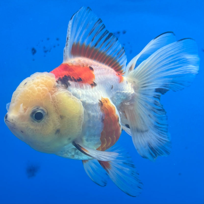 Thai Oranda Lemon Head Tri-Color 2.5” Body Female(CK-1295)R3B19