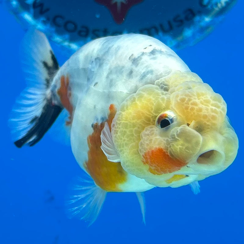 Thai Ranchu Lemon Head Calico 3” Body Male(CK-1388)R1A09
