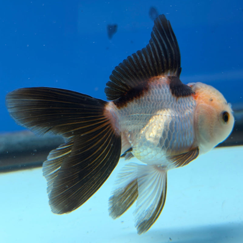 Thai Oranda Tri-Color 2.5” Female (FEB-319)R3B08
