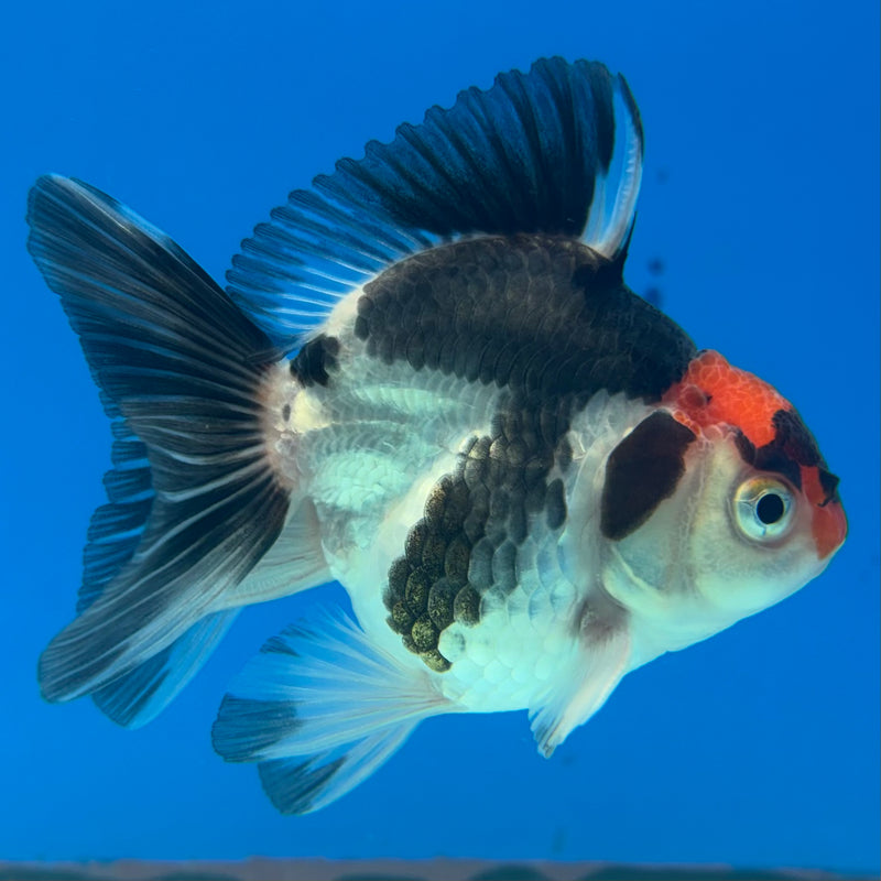 Thai Oranda NOK Tri-Color 2.5” Body Male(NOK-CK-1173)R3B18