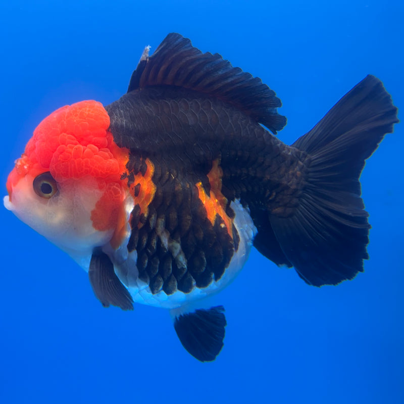Thai Premium Oranda Yuanbao Apache 4” Body Female(CK-774)R1BlueTub4
