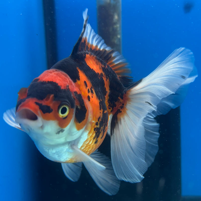 Thai Oranda Apache 3” Body Male(CK-1400)R1B09