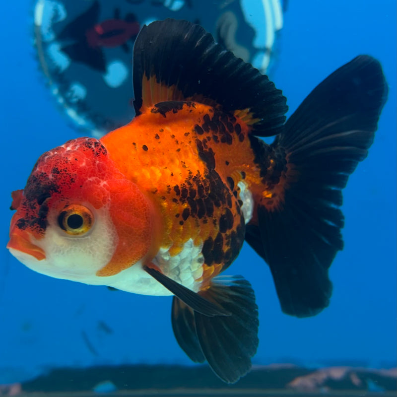Thai Oranda Apache 3” Body Female(CK-871)R3A16