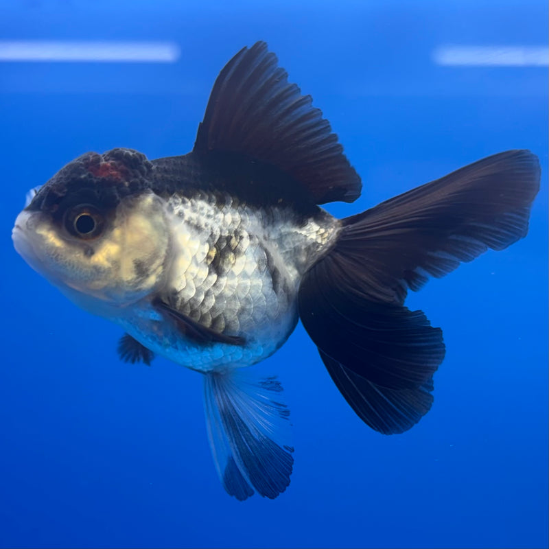 Thai Oranda Panda 2” Body Female(CK-1300)R3B16
