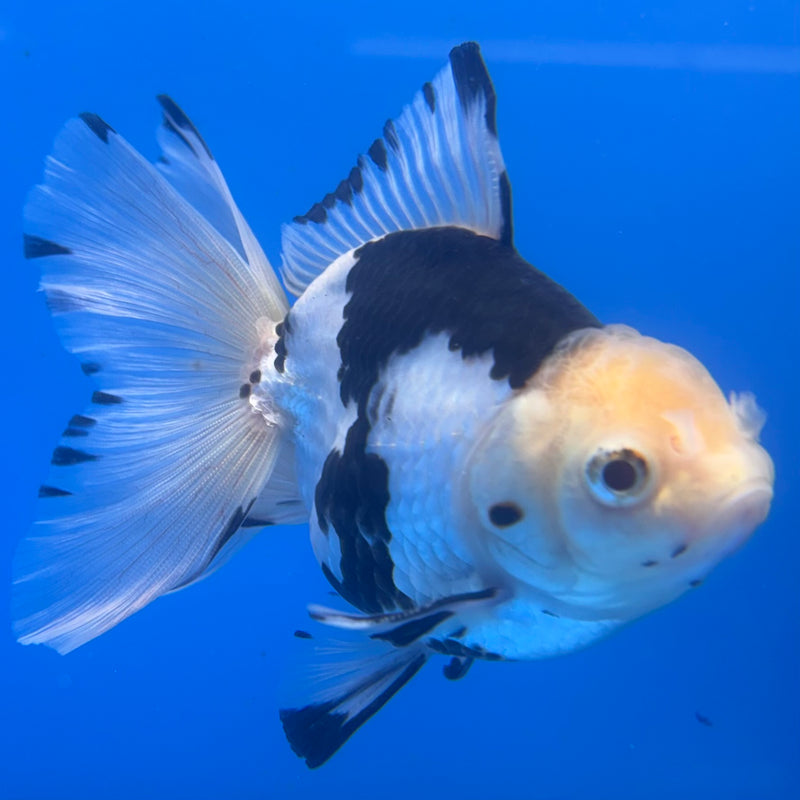 Thai Oranda Panda 3” Body Male(CK-1456)SHOWTANK2