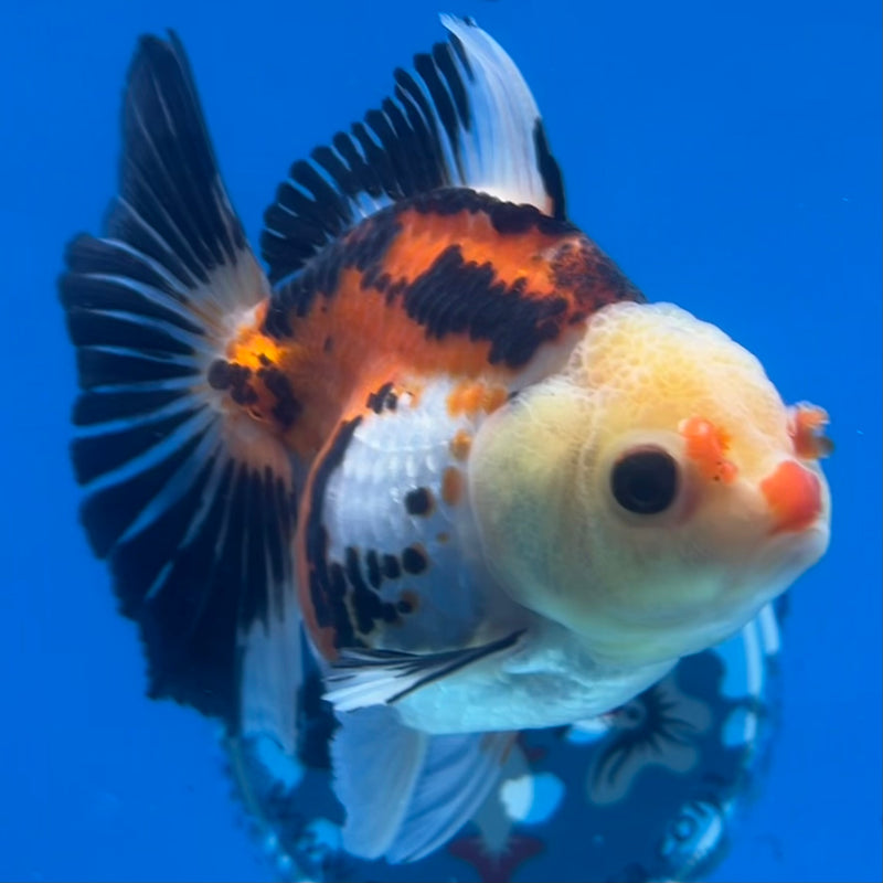 Thai Oranda Lemon Head Apache 3.5” Body Female(CK-1197)SHOWTANK