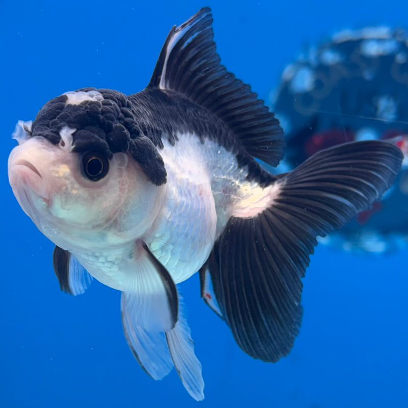 Thai Oranda Panda 2.5” Body Female(CK-1290)R3B02