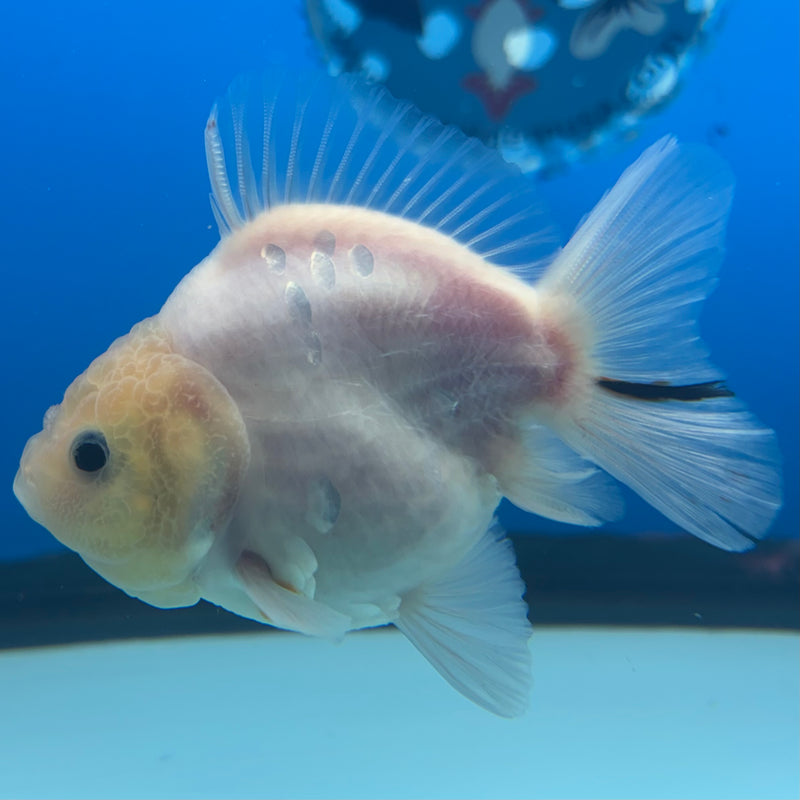 Thai Oranda SHOGUN 3” Body Male(CK-1162)R3A07