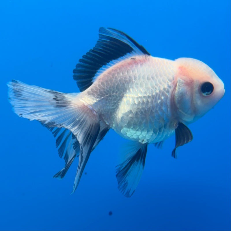 Thai Oranda Panda 2.5” Body Female(CK-1289)R3B02
