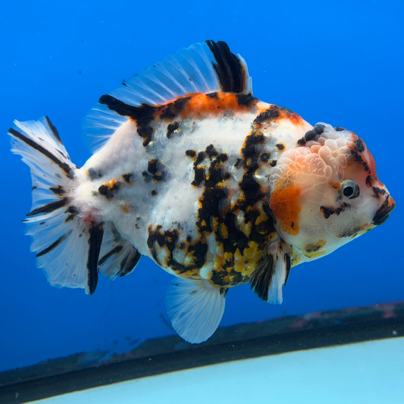 Thai Oranda Tri-Color Calico Tiger 5” Body Female(NKT-CK-1029)SHOWTANK2