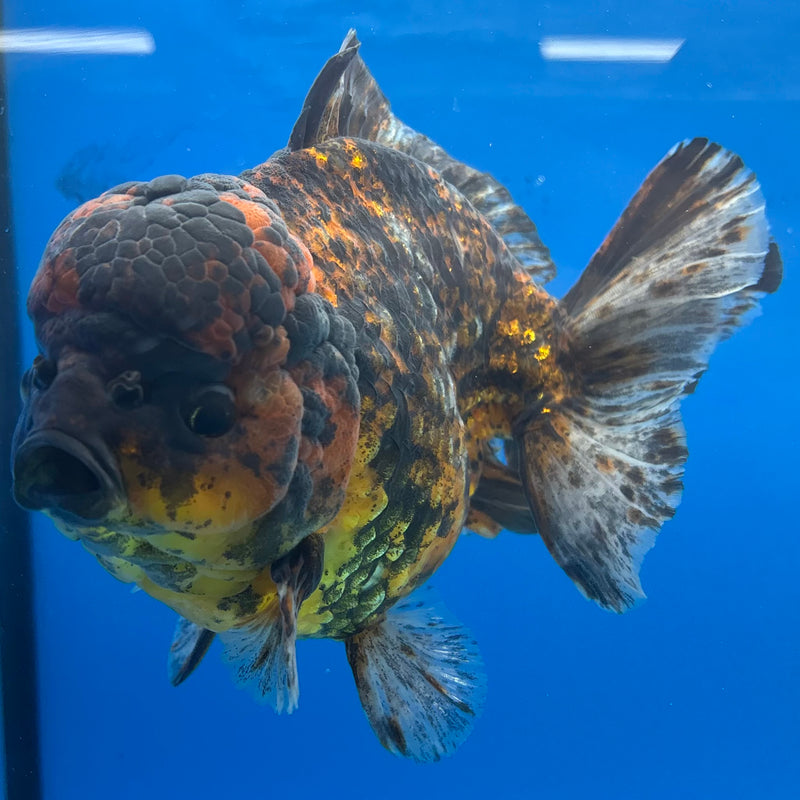 Thai Oranda JUMBO Calico Tiger 5” Body Male(CK-1440)BLUETUB2