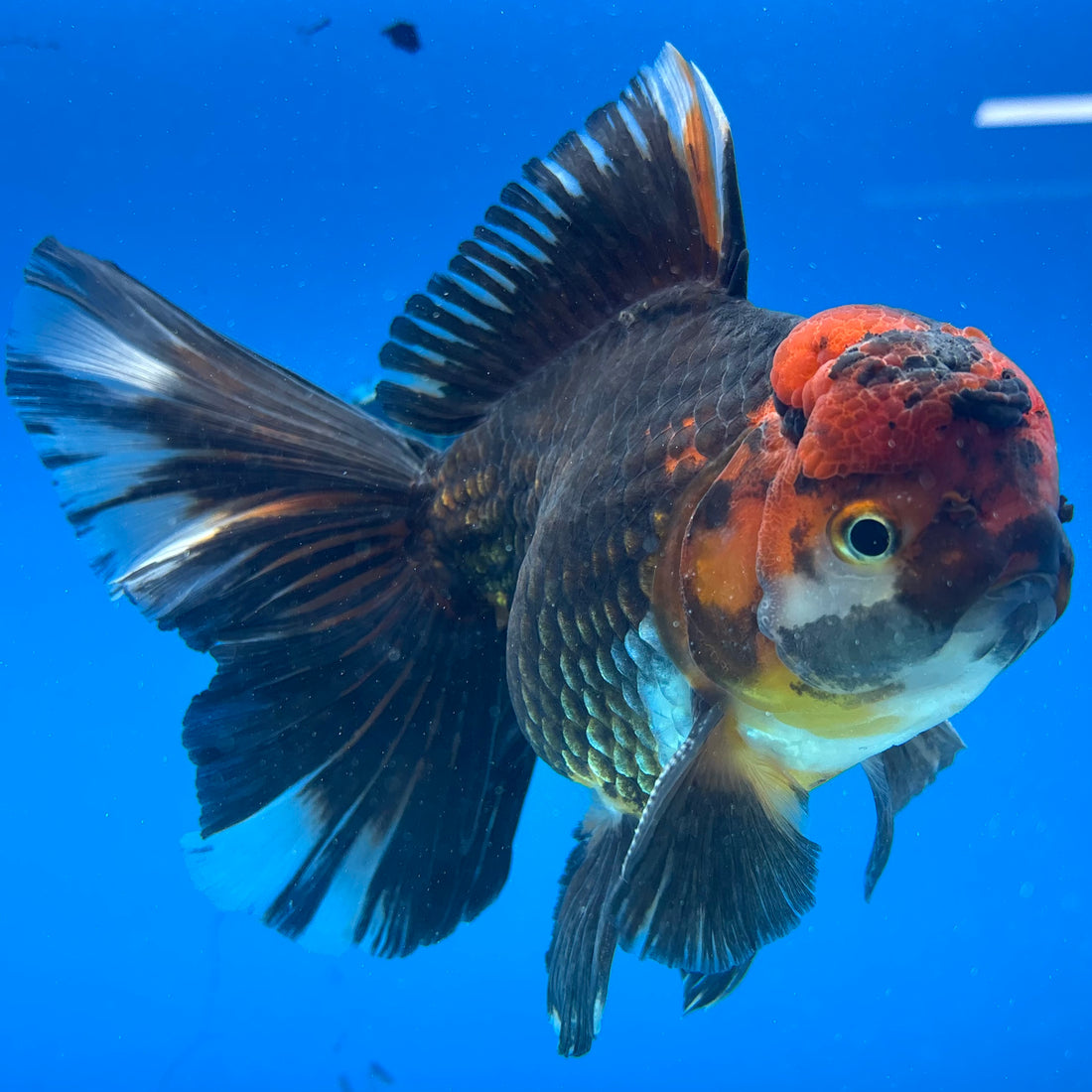 Thai Oranda JUMBO Apache 4.5” Body Male(CK-1551)BLUETUB-A