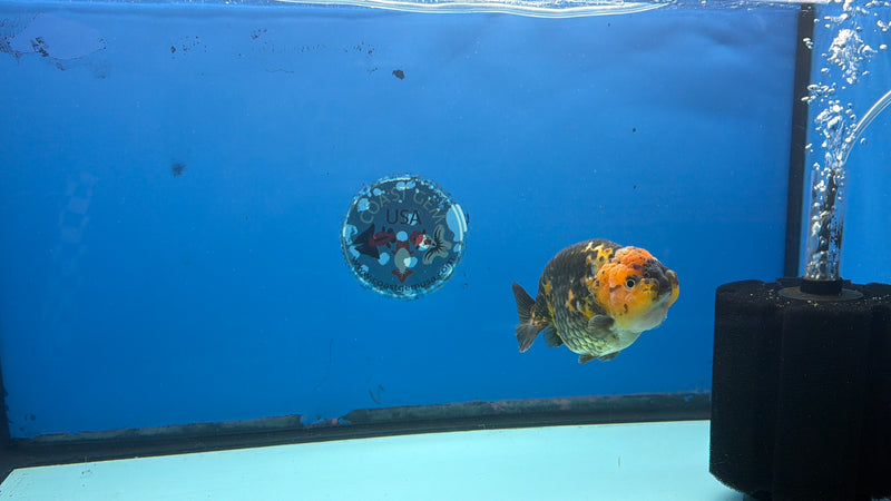 Chinese Ranchu Calico 3.5in Female (FEB-303)R2A05