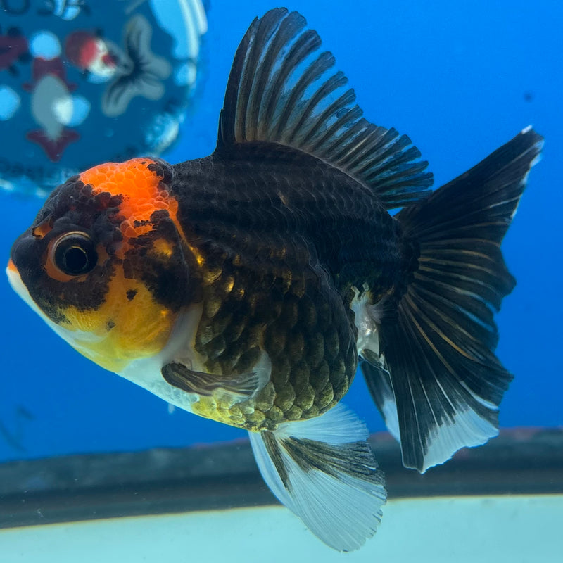 Thai Oranda Apache 3” Body Female(CK-979)R3B09