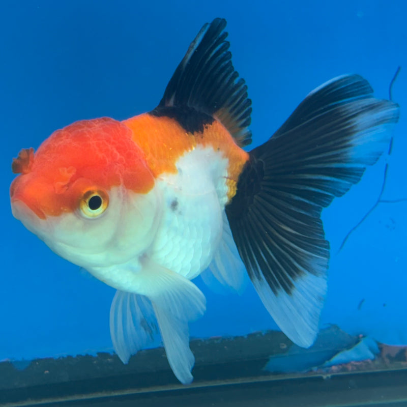 Thai Oranda Apache 2.5” Body Female(CK-1286)R3B02