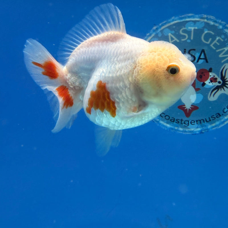 Chinese Oranda Yuanbao Lemonhead 3.5in Female (FEB-306)R2A06
