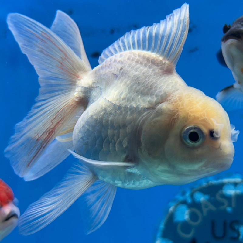 Thai White Lemon Head Oranda 2.5”Body Female (JCD-179)R3B14