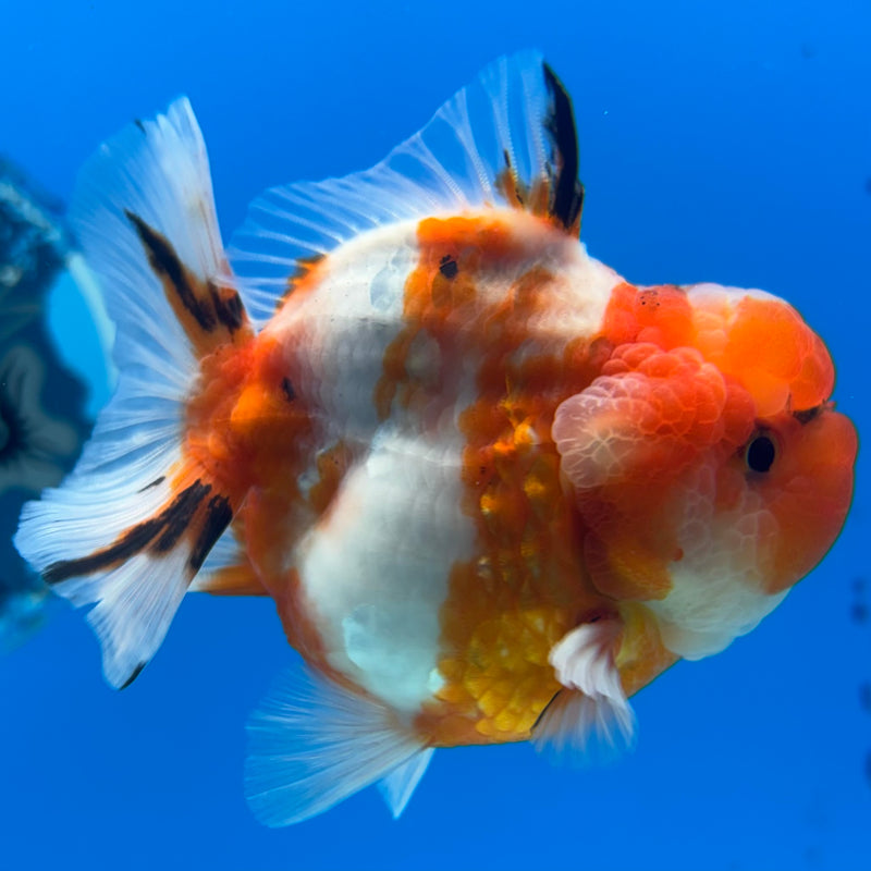 Thai Oranda Tri-Color Calico 3” Body Male(QGF-CK-1099)SHOWTANK