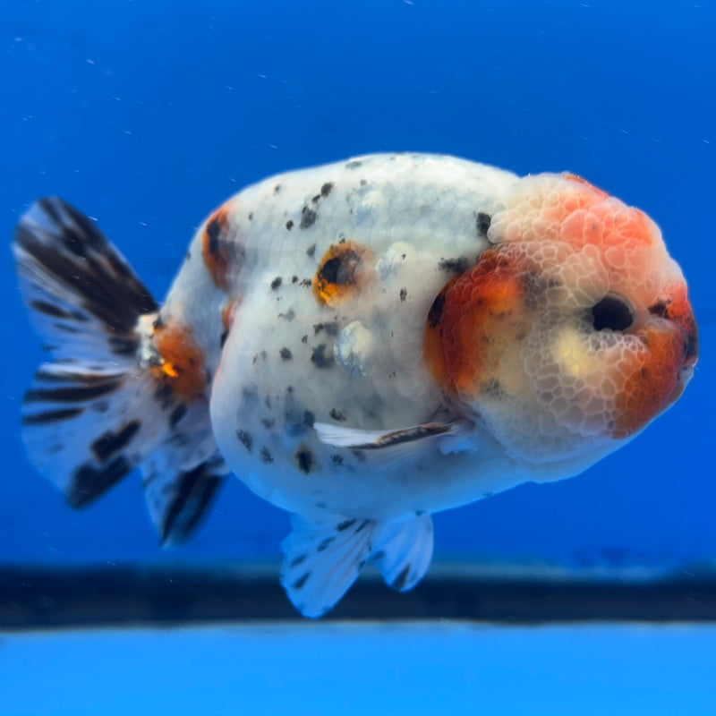 Thai Ranchu Tri-Color Calico 3.5” Body Male(CK-942)R2C03