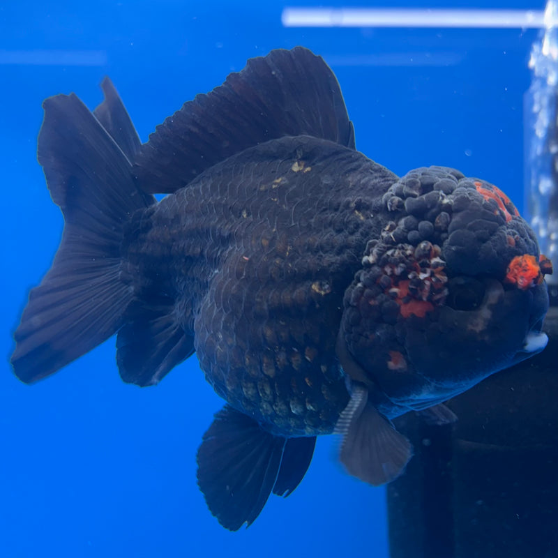 Thai Oranda JUMBO Black Body Red Cap 4” Body Male(QGF-CK-1340)BLUETUB1