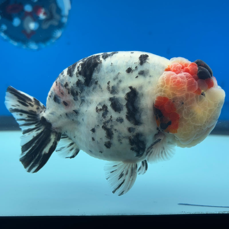 Thai Ranchu JUMBO Tri-Color Calico 4.5” Body Male(BIN-CK-1054)SHOWTANK2