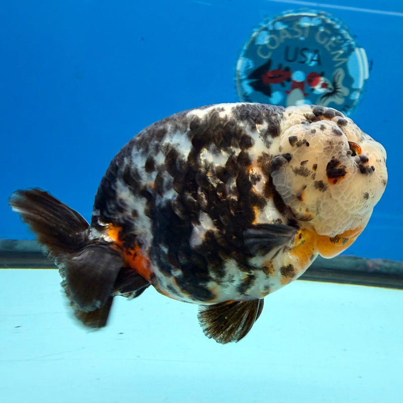 Chinese Ranchu Calico 3.5in Male (FEB-277)BLUETUBC