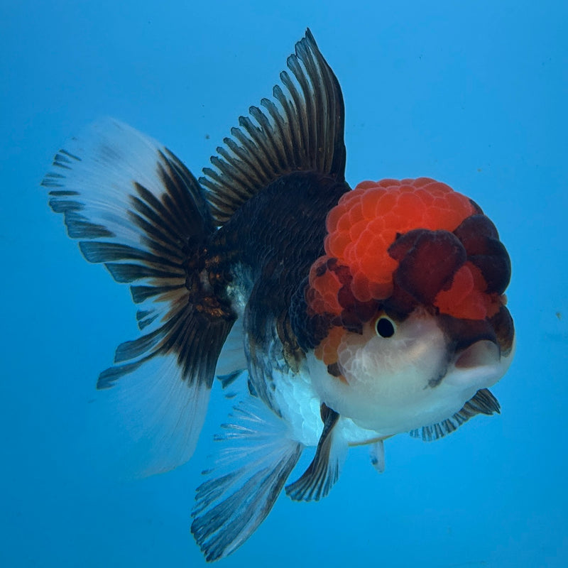 Live Premium Fancy Goldfish Thai Oranda Tri-Color 3.5” body Male (JC-271) R1A01