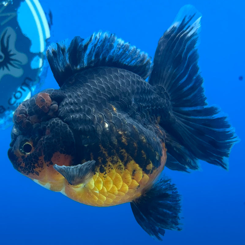 Thai Oranda Calico Yuanbao by SHOGUN 3” Body Female(CK-1202)SHOWTANK