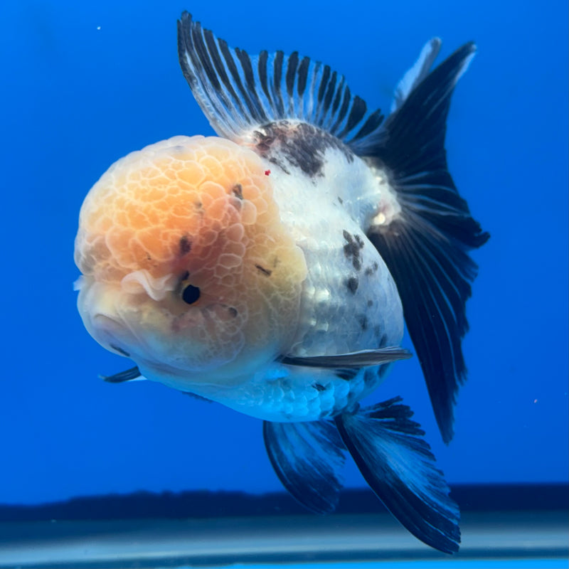Thai Oranda Lemon Head Panda 3” Body Female(CK-691)R1A07